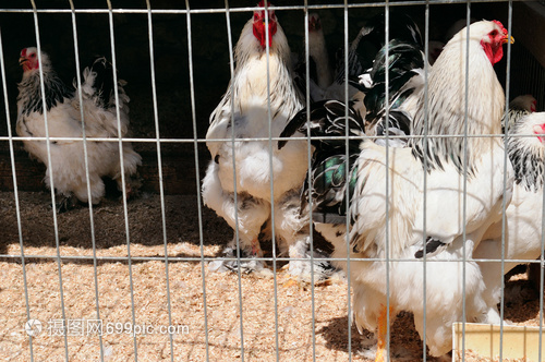 家禽饲养场鸡坐在露天笼子里吃混合饲料