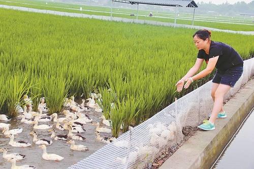 广汉中力家禽养殖有限责任公司