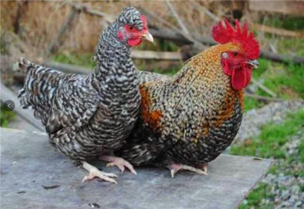 甘肃鸡苗批发市场提供养殖技术畅群家禽孵化